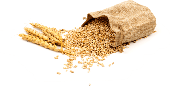 Иллюстрация зерна